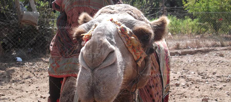 Camel Riding
