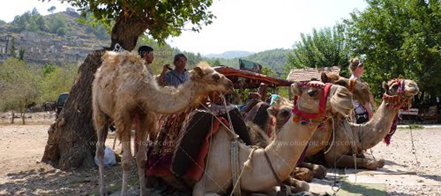 Camel Riding