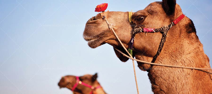 Camel Riding