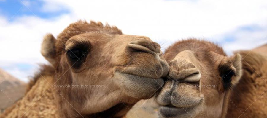 Camel Riding