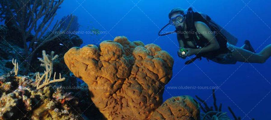 Scuba Diving