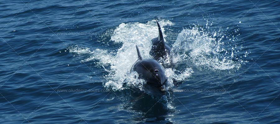 Herşey Dahil Tekne Turu
